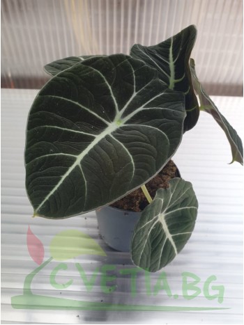 Alocasia Black Velvet